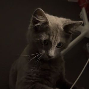 Meet your Posher, Aria